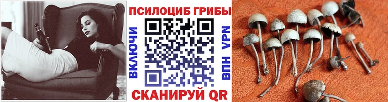 Галлюциногенные грибы прущие грибы  Собинка 